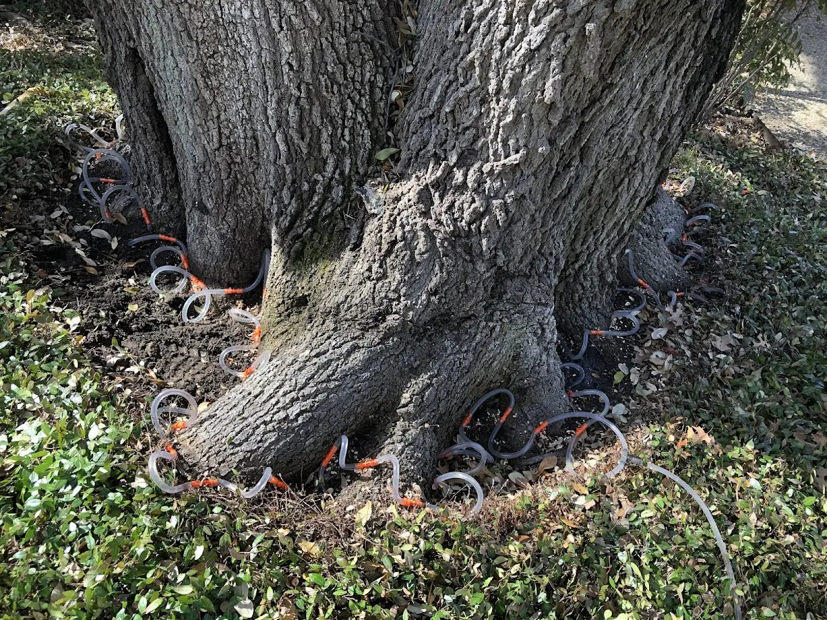 Detailed Shrub and Hedge Trimming job site in Saint Bernard